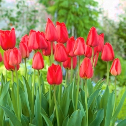 Tulip Parade - 5 pcs