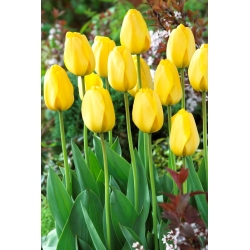 Tulip Golden Parade - 5 pcs