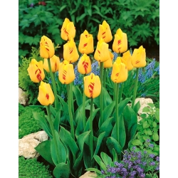 Tulip Olympic Flame - 5 pcs