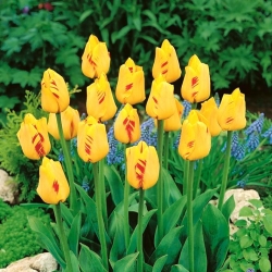 Tulip Olympic Flame - 5 pcs