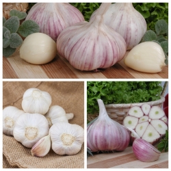 Ajo de invierno Arkus, Harnas, Ornak - 3 x 1 kg - 