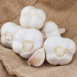 Ornak de ajo de invierno - 5 kg - 