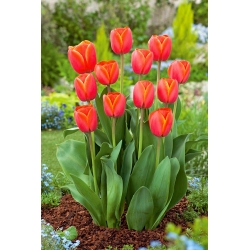 Tulip Ad Rem - חבילה גדולה! - 50 יח ' - 