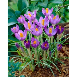 Crocus Barr's Purple - ห่อใหญ่! - 100 ชิ้น - 