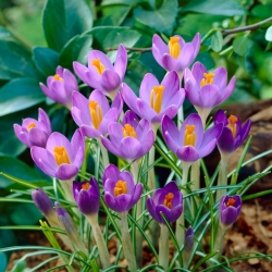 Crocus Barr's Purple - ห่อใหญ่! - 100 ชิ้น - 