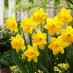 Daffodil, narcissus 'Gigantic Star' - 5 pcs