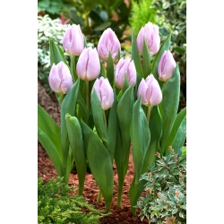 Tulip 'Candy Prince' - large package - 50 pcs
