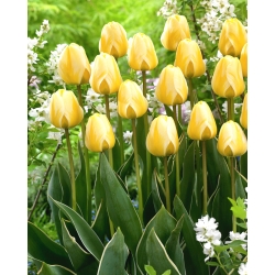 קוקטייל קרם טוליפ - 5 יח ' - 