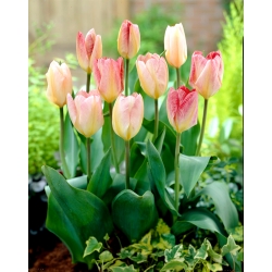 Tulip Flaming Purissima - 5 pcs