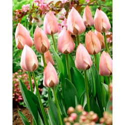 Tulip 'Salmon Van Eijk' - 5 pcs