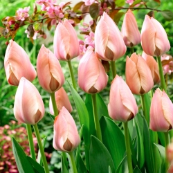 Tulip 'Salmon Van Eijk' - 5 pcs