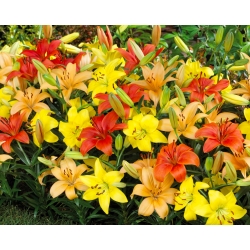 Pixie mix - 3 saksı zambak soğanı seti - 9 adet - 