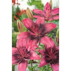 Asiatisk lilje - 'Purple Eye' - stor pakke - 10 stk - 