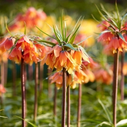 כתר אימפריאלי - באך - חבילה גדולה! - 10 יח '; חזה קיסרי, כתר קייזר - 