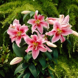 ลิลลี่ตะวันออกแคระ - โมนาลิซ่า - ห่อใหญ่! - 10 ชิ้น - 