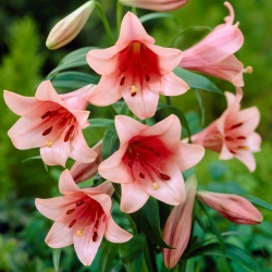 Tromba di giglio - Casa Rosa - confezione grande! - 10 pezzi - 