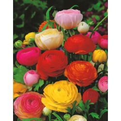 Botón de oro persa, variedad de maceta - Tomer - ¡paquete grande! - 100 piezas - 