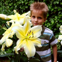 ลิลลี่ยักษ์ - พี่ใหญ่ - ห่อใหญ่! - 10 ชิ้น - 