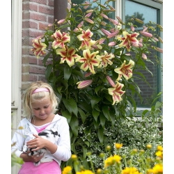 Boomlelie - Lavon - grootverpakking! - 10 stuks - 