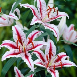 Oriental lily - หวิว - ห่อใหญ่! - 10 ชิ้น - 