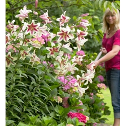 木のユリ-アルタリ-大きなパッケージ！ -10個 - 