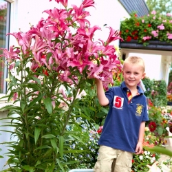 Lily pokok - Donato - pakej besar! - 10 biji - 