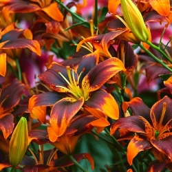 Lily - 'Forever Susan' - large package - 10 pcs