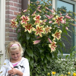 Boomlelie - Lavon - grootverpakking! - 10 stuks - 