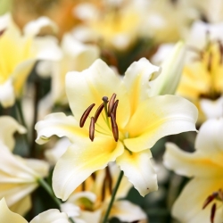 木のユリ-ハイティー-大きなパッケージ！ -10個 - 