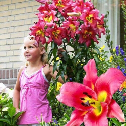 שושן עץ - שביעות רצון - חבילה גדולה! - 10 יח ' - 