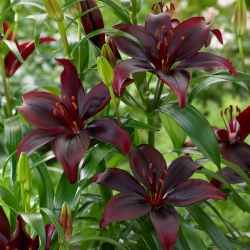 ลิลลี่ - มะพีระ - ห่อใหญ่! - 10 ชิ้น - 