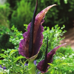 Dragon Lily - Dracunculus vulgaris - ห่อใหญ่! - 10 ชิ้น; dracunculus ทั่วไป, dragon arum, black arum, voodoo lily, snake lily, stink lily, black dragonwort, ragons - 