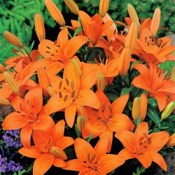 Dwarf lily - Abbersville Pride - large package! - 10 pcs