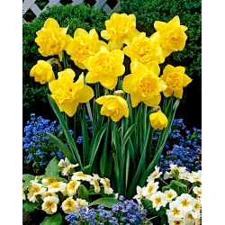Narcissus Dick Wilden - Daffodil Dick Wilden - 5 bulbs