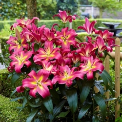 Lily - Empoli - ห่อใหญ่! - 10 ชิ้น - 