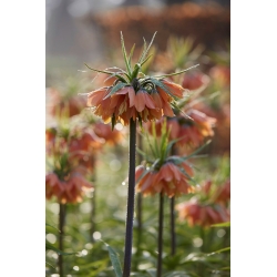 כתר אימפריאלי - ברהמס - חבילה גדולה! - 10 יח '; חזה קיסרי, כתר קייזר - 