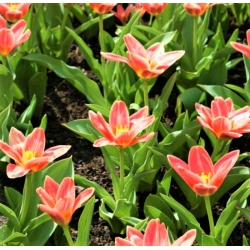 Tulip 'Fashion' - large package - 50 pcs