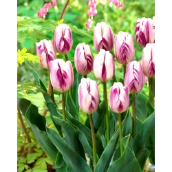 Tulip 'Flaming Flag' - paquete XXXL! - 250 piezas - 