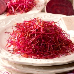 Semi di germogliatura di barbabietola rossa - 