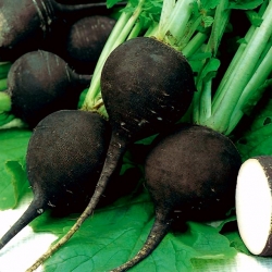 Round black radish "Runder Schwarzer Winter"