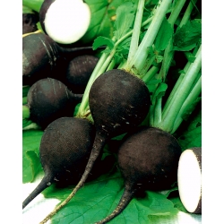 Round black radish "Runder Schwarzer Winter"