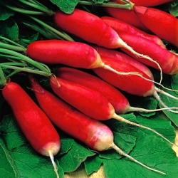 Radish Ksantypa - red elongated roots
