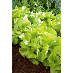 Head lettuce Milly - Elena