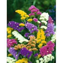 Lavendelslekta - bland - 105 frø - Limonium sinuatum