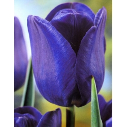 Tulip Blue - paquete XXXL! - 250 piezas - 