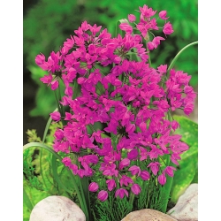 Pink lilje purre - Allium oreophilum - XXXL pakke! - 1000 stk - 