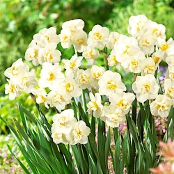 Double scented daffodil, narcissus - 'Cheerfulness' - XXXL package! - 250 pcs