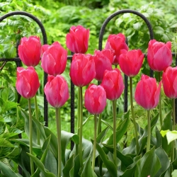 Tulip 'Van Eijk' - ¡Paquete XXXL! - 250 piezas - 