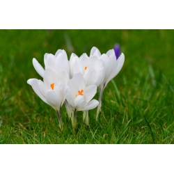 „Crocus“ Jeanne d'Arc “- XXXL pakuotė! - 500 vnt - 
