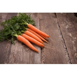 Carrot "Touchon" - a medium early variety that can be grown in pots